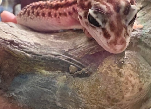 Чан на брёвнах: «ЗА» и «ПРОТИВ»