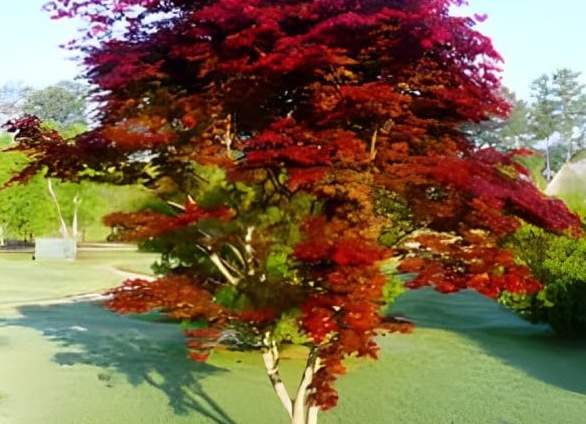 Минимум затрат, максимум комфорта: банный чан как разумное вложение в отдых